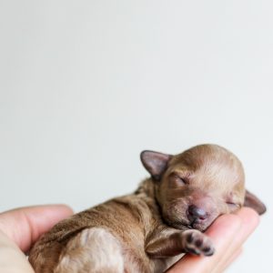 discover expert tips and essential advice on pet care to keep your furry friends healthy, happy, and well-groomed.